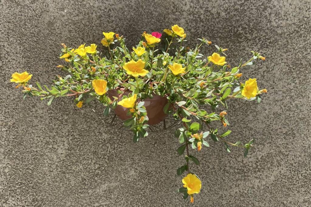 Primavera Acolhedora Villa Holambra