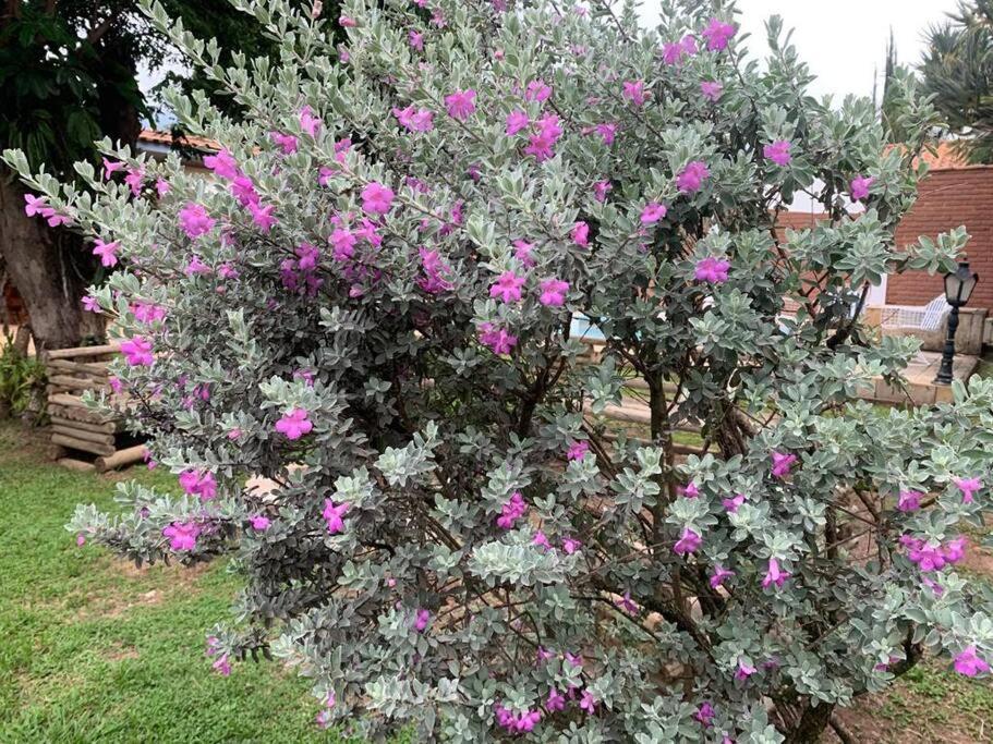 Primavera Acolhedora Holambra